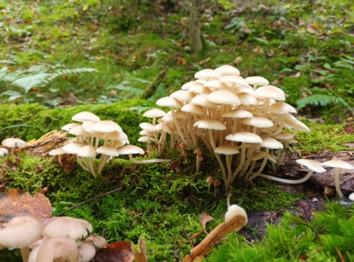 Zašto su gljive jednako važne kao flora i fauna