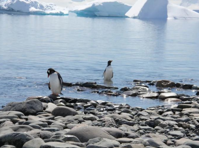 Carski pingvini bi mogli biti prva polarna vrsta koja će nestati zbog klimatskih promjena