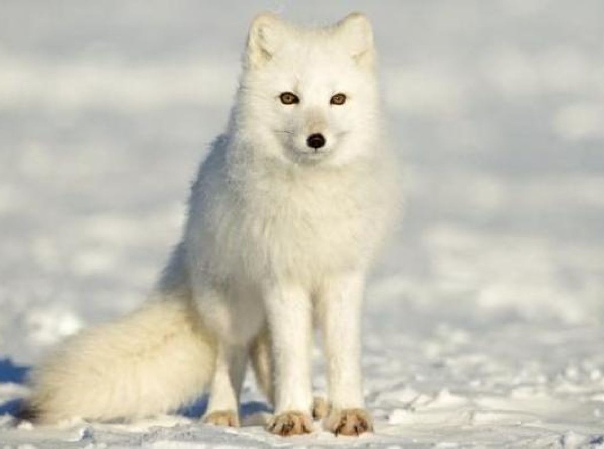 Nomadi u prirodi - Polarna lisica