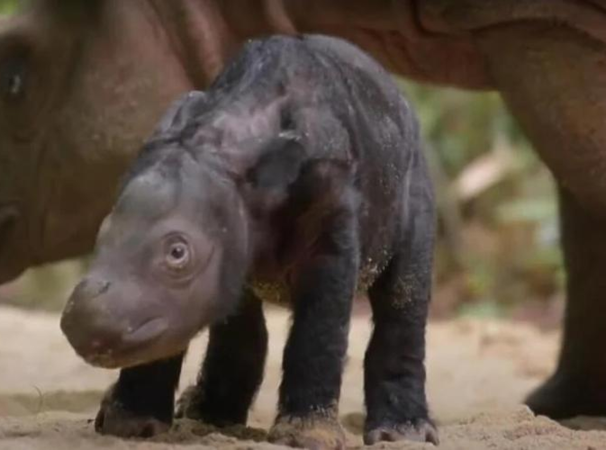Najugroženija vrsta - Rijetki sumatranski nosorog rođen u utočištu u Indoneziji