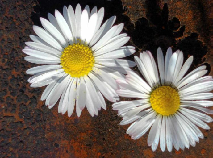 Oda cvijetu – naučno viđenje ljepote