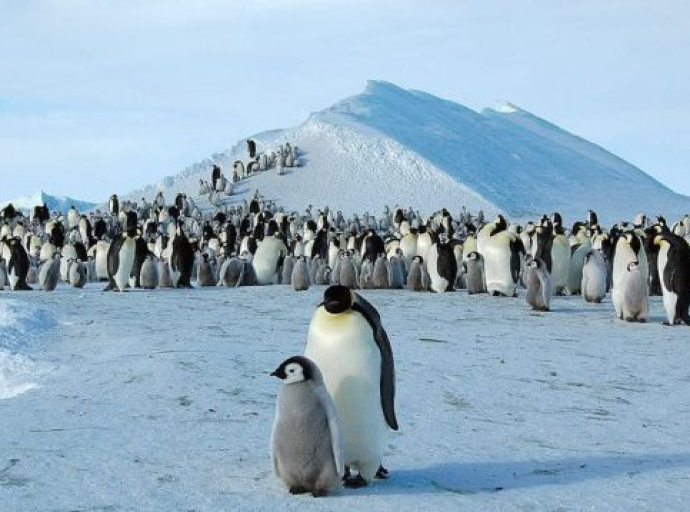 Nakon velikih gubitaka ove vrste, pomoću satelita pronađene četiri nove skupine carskih pingvina
