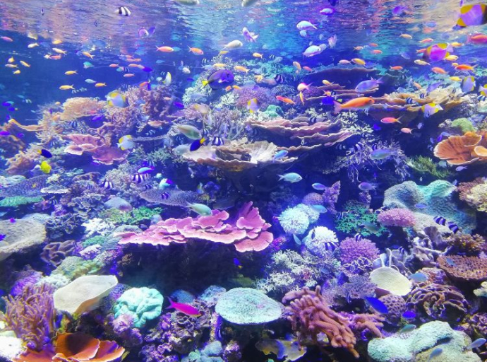Novi alarm za koralne grebene - „skoro potpuno odumiranje”