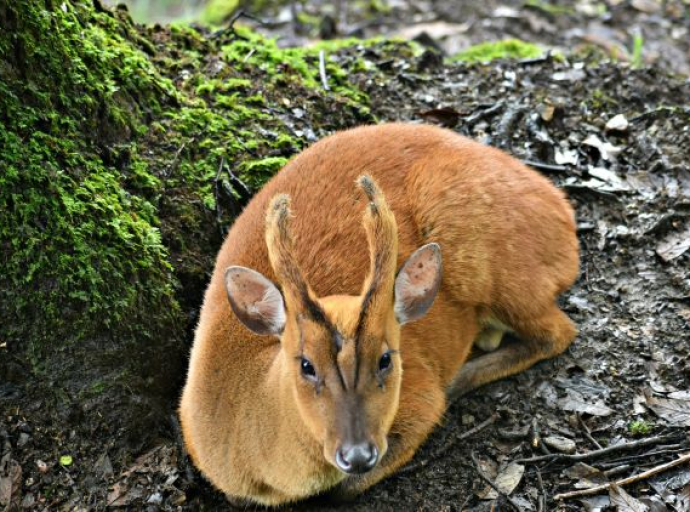 Muntjak (Muntiacus reevesi) – mali jelen koji laje
