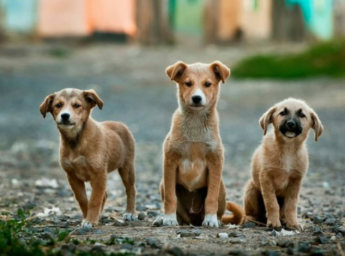 Kanton Sarajevo - trenutno na ulicama oko 6.000 napuštenih pasa, broj u porastu