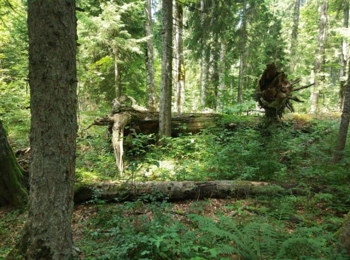 Korupcija krči šumu – Za manje od godinu izvršena gola sječa na stotinama hektara površine