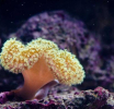 Da li je „vantjelesna oplodnja za korale“ posljednja nada za spas koralnih grebena