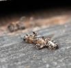Katastrofa zbog industrijskog šećera: Ko će odgovarati za masovni pomor pčela u Mostaru 