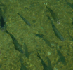 Pomor migratornih slatkovodnih riba, populacija za pola vijeka opala za 80 odsto