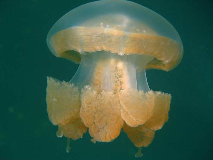 ozero meduz 6