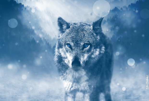 wolf pixabay 424x620