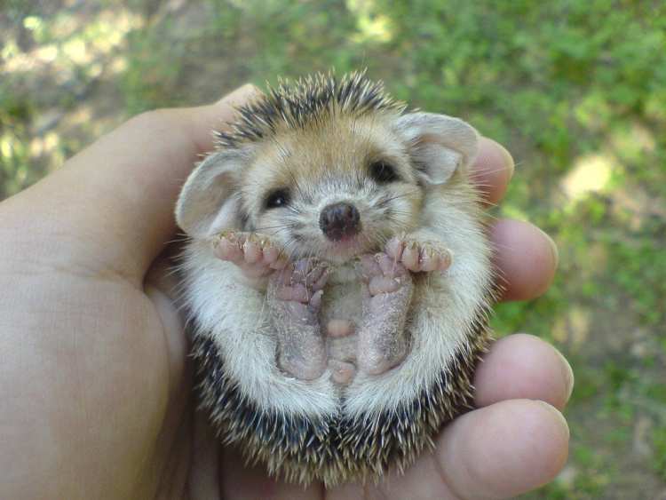 Baby Hedgehog