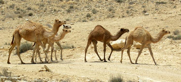 kamila slike kamila zivotinje slike zivotinja sisari fotografije04