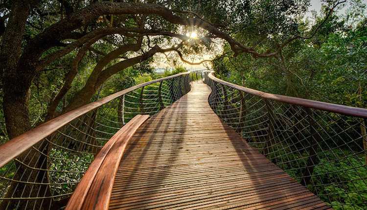 tree canopy walkway path kirstenbosch national botanical garden 6