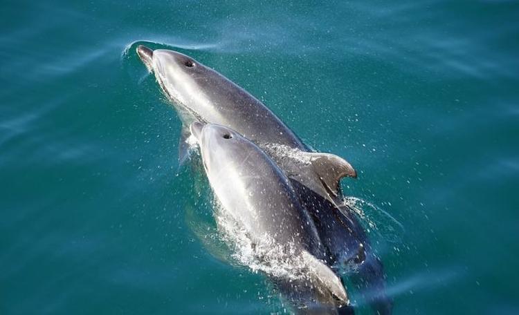 delfin beba