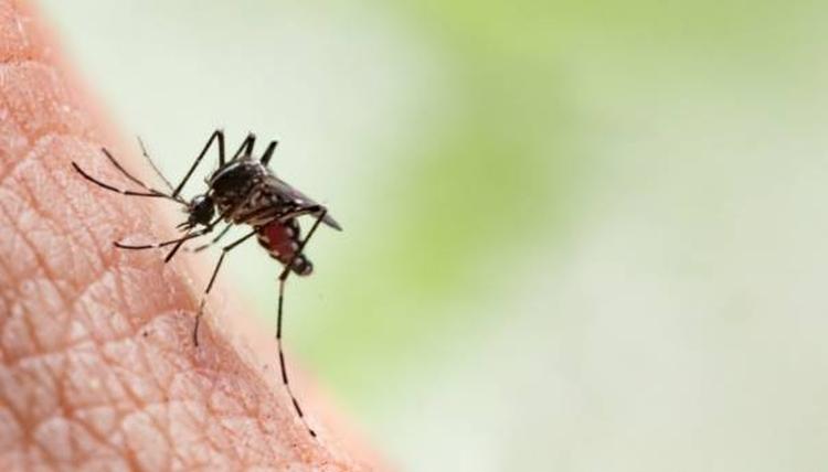 malarija komarac