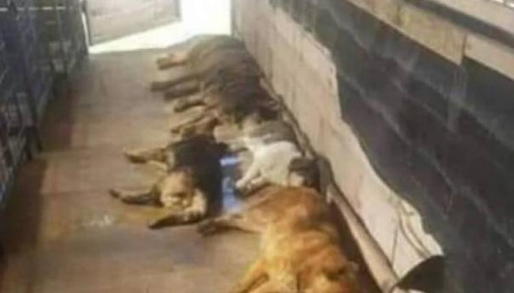 uznemirujuce fotografije ubijeni psi u zenici psi zenica 5f4e8bb59d612