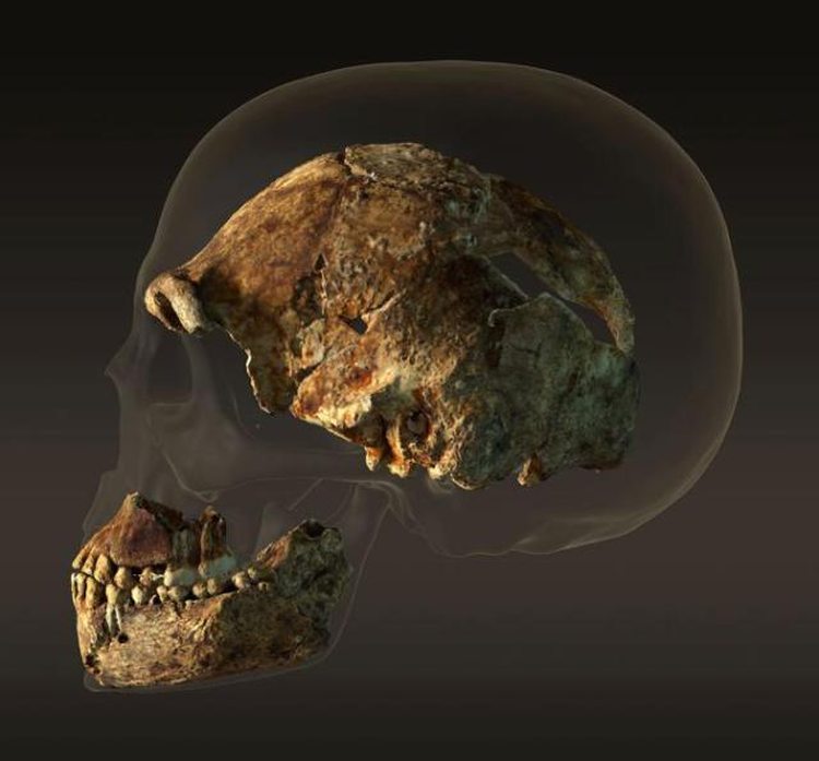 0904 human skull persp peter ohne schatten sf kamera 7 001 ngsversion 1441906201806 adapt 676 1
