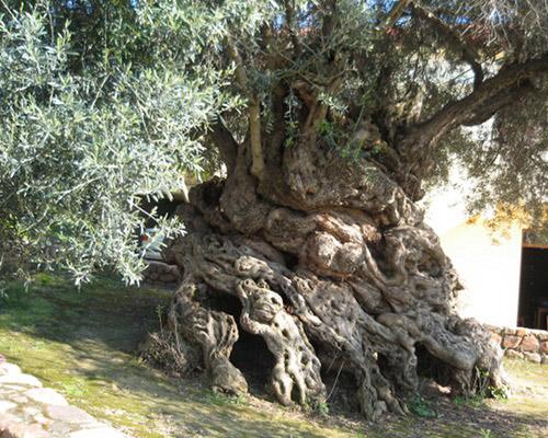 7 olivetree