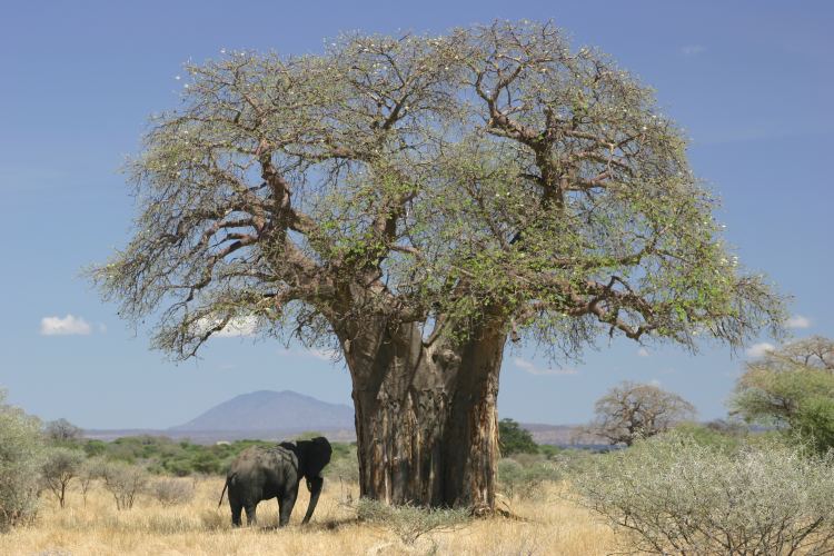Baobab and elephant Tanzania