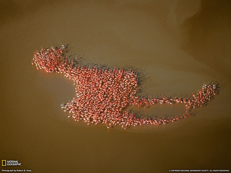 Flamingo poluotok yucatan