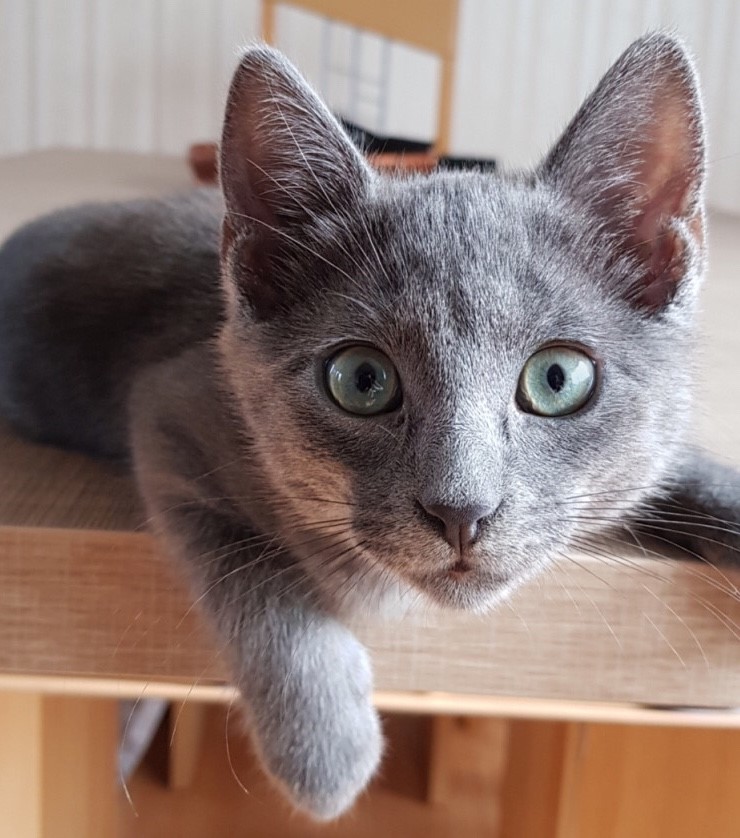 Mladunče ruske plave mačke