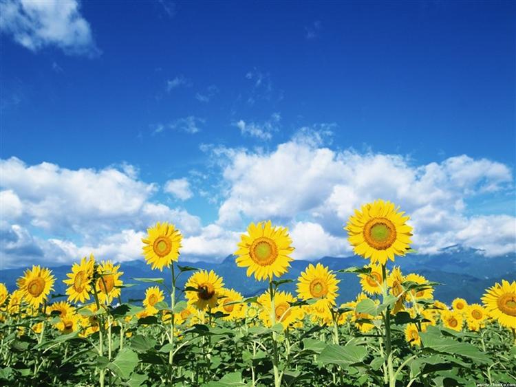 Sun flowers yellow sunflower blue sky widescreen HD wallpaper 7 medium