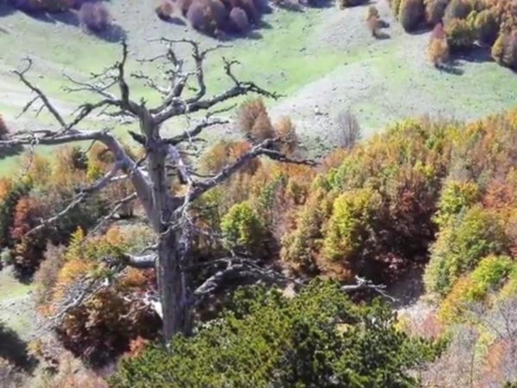 images 2018 05 najstarije drvo u evropi aps 578242199