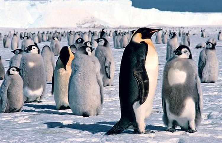 pingvin carski 1182S1