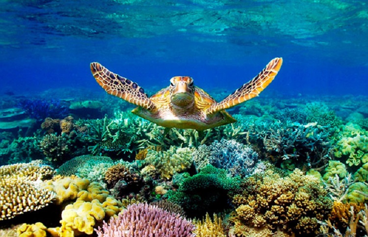 australija koralni greben20042016