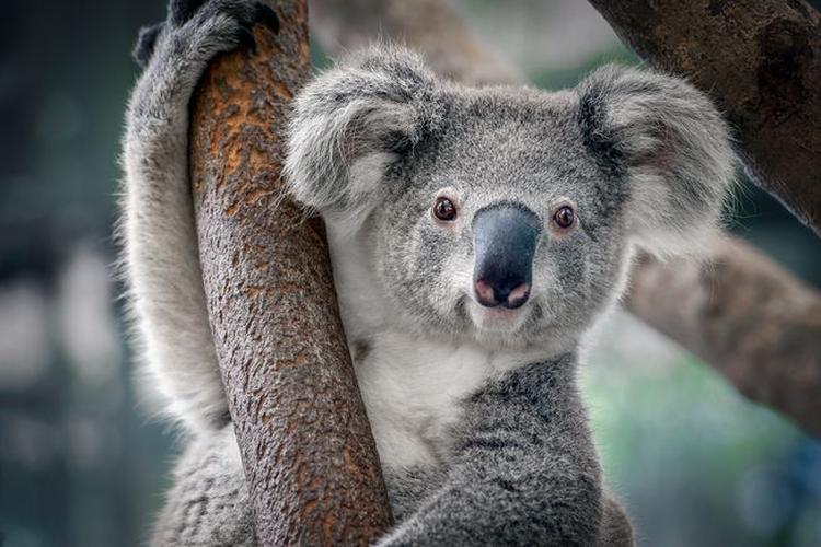 koala.jpg.653x0 q80 crop smart