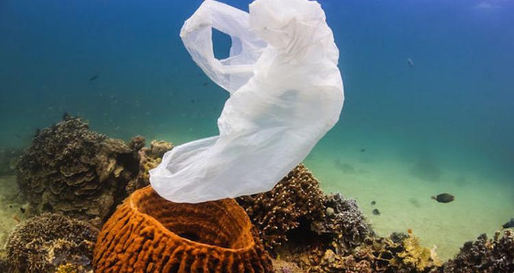 koraljni greben more plastika zagadjenej 620x330
