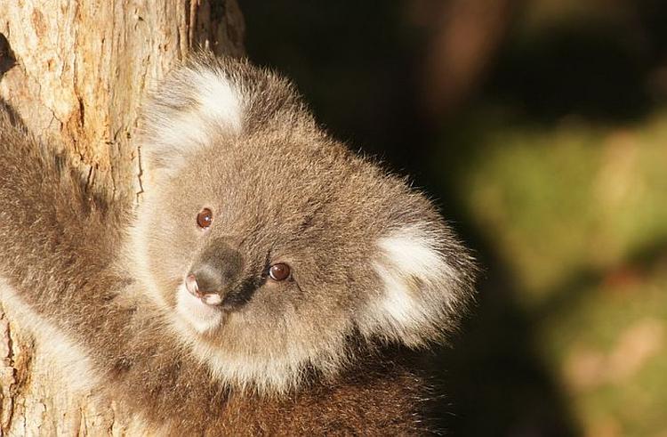 beba koala pixabay