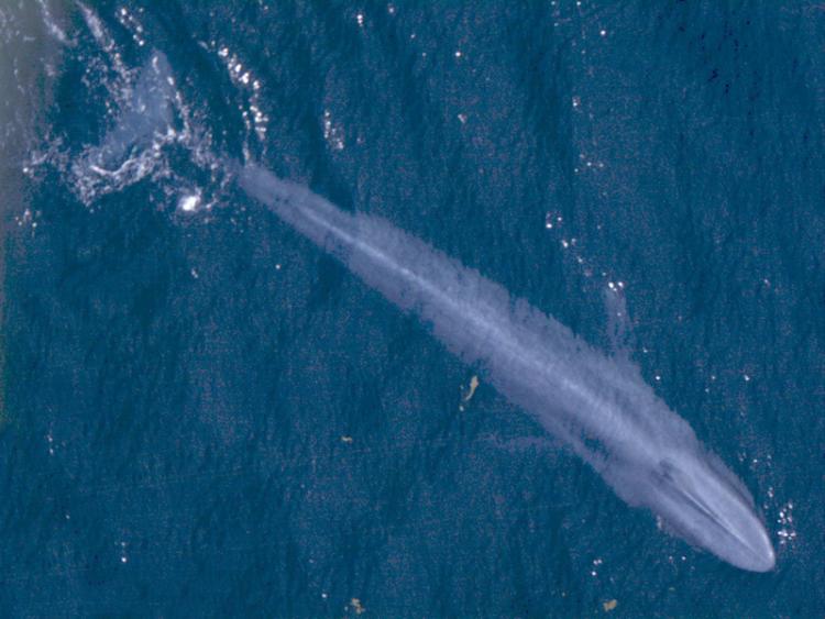 Blue Whale 001 noaa body color