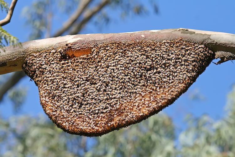 Natural Beehive and Honeycombs1
