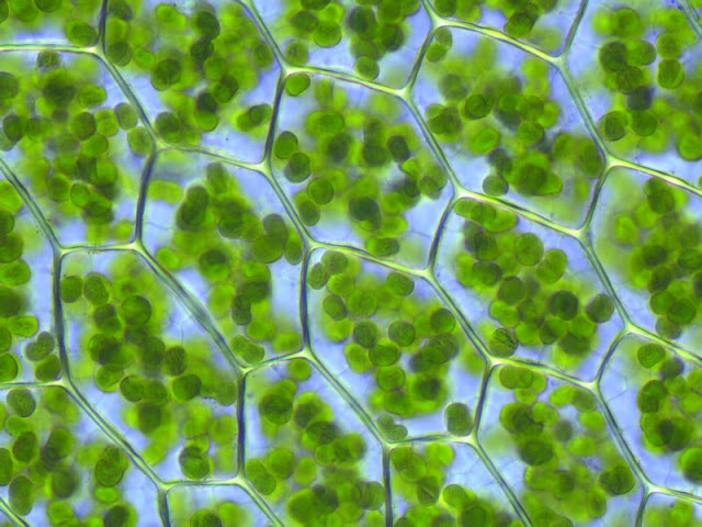 Plagiomnium affine laminazellen