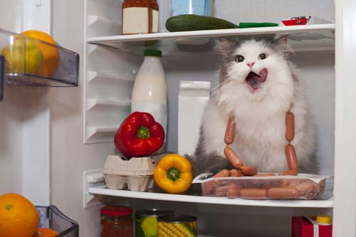 best grain free cat food cat in refrigerator eating sausages