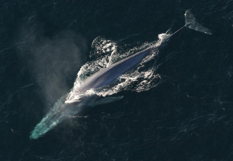 blue whale 1198719 1920