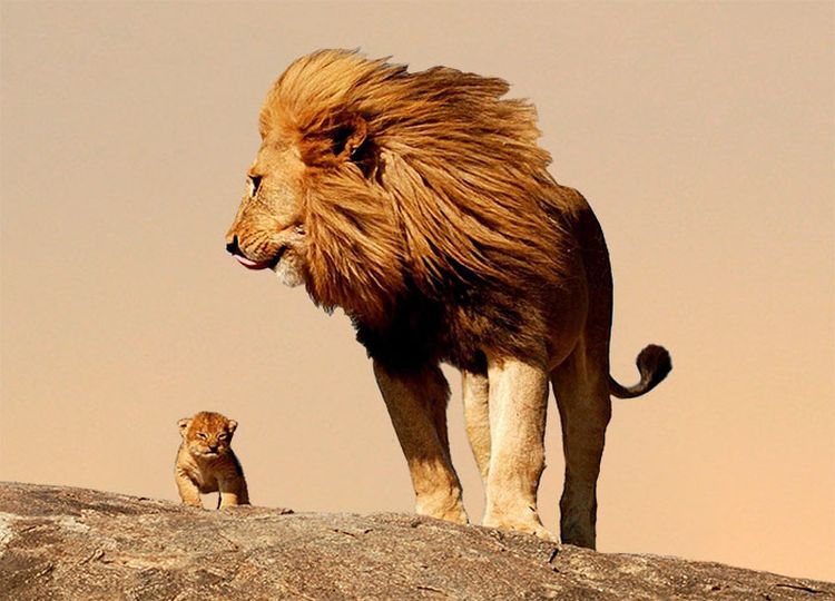dominacija ili vodstvo lav