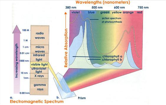 elektromagnenti spektar hlorofila