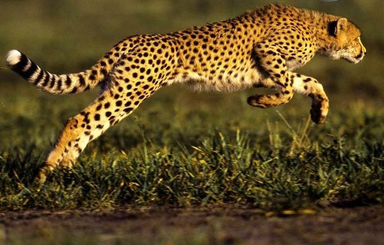 gepard najbrza zivotinja 1