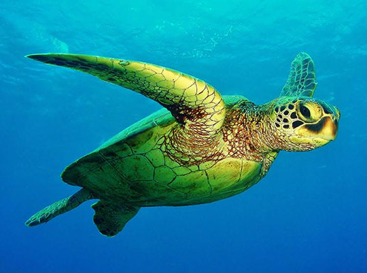morska kornjaca
