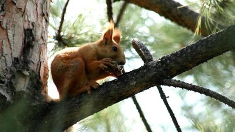 stock footage squirrel sitting on the spruce tree branch and eating cone