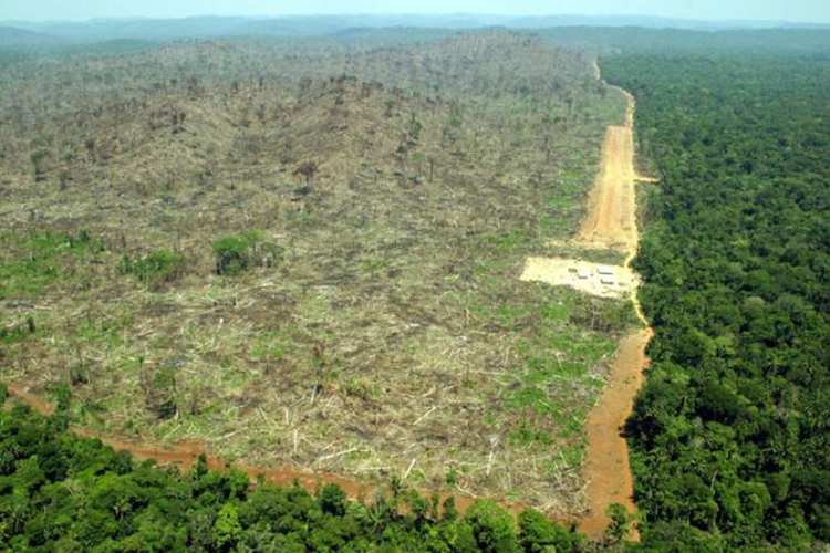 deforestation01