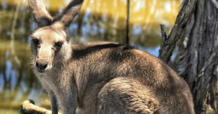 kangaroo killed china zoo