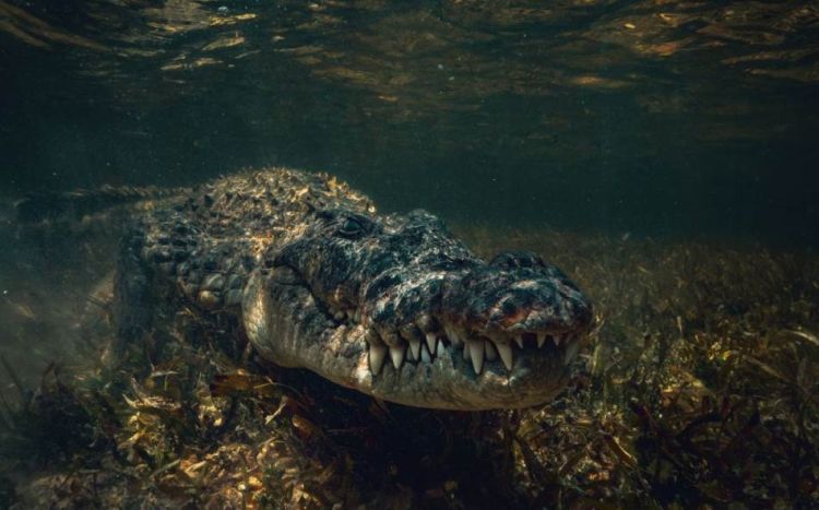 Americki krokodil foto Shutterstock