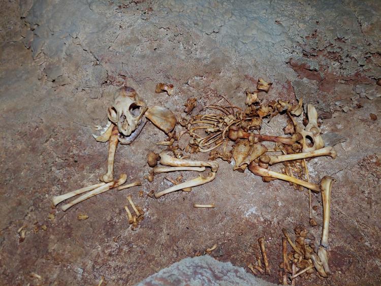 skelet risa foto speleološko društvo mijatovi dvori