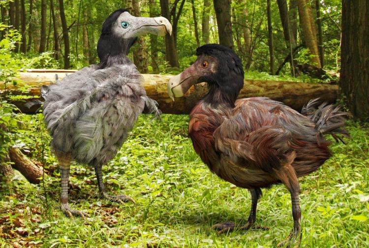 zasto je izumrla ptica dodo 536191612