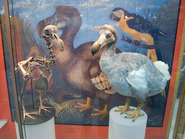 zasto je izumrla ptica dodo aps 622587559 543288260