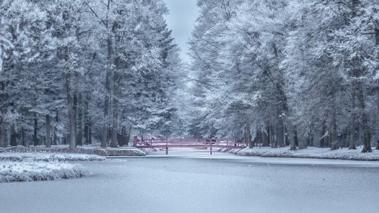 zima drveće foto Simon Robben Pexels
